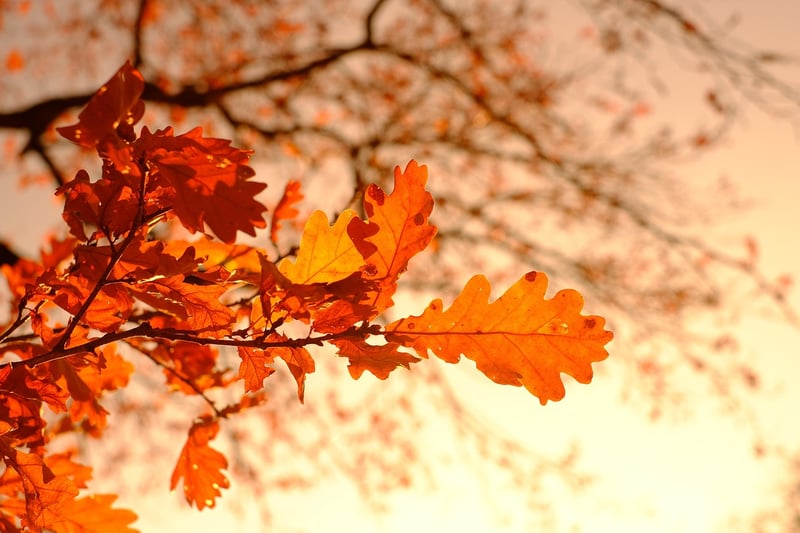 Autumn Leaves